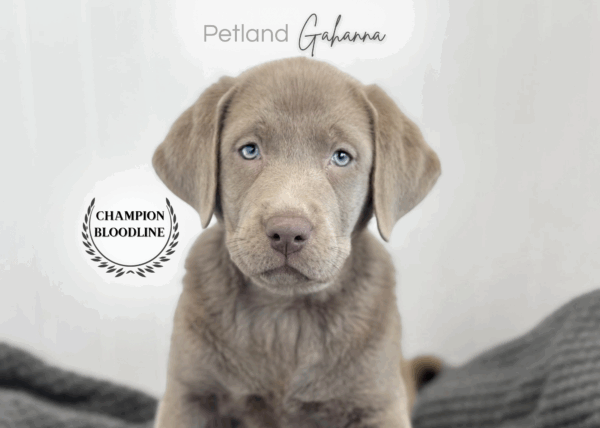 [#253522-03]  - Silver F Labrador Retriever Puppies for Sale