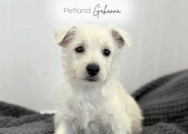 [#253646-07]  - White F West Highland White Terrier Puppies for Sale