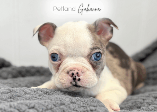 [#253761-01]  - Blue Merle M Boston Terrier Puppies for Sale