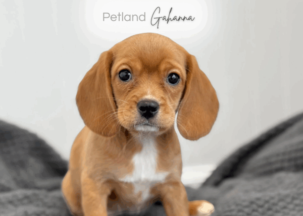 [#253432-01]  - Ruby M Beagalier Puppies for Sale