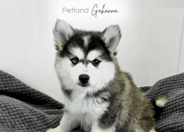 [#253393-02]  - Black Sable M Pomsky Puppies for Sale