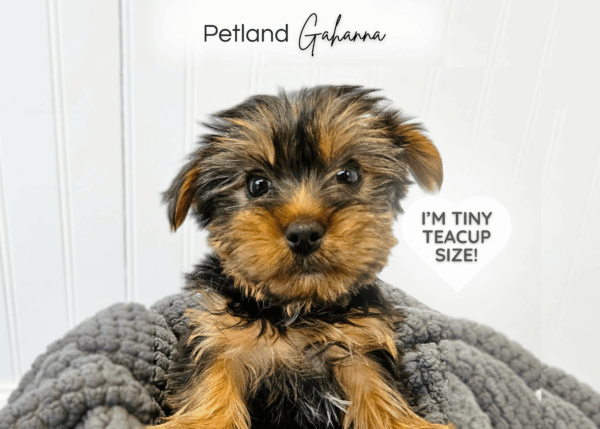 [#900217001584055]  - Black and Gold Female Yorkshire Terrier (Teacup) Dog