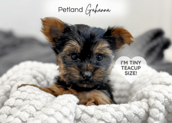 [#900217001584049]  - Black and gold Male Yorkshire Terrier (Teacup) Dog