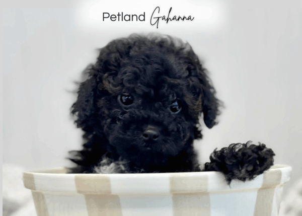 [#992000003522586]  - Black Female Mini Poodle Dog