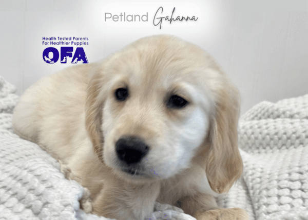 [#253406-03]  - Light Golden F Golden Retriever Puppies for Sale