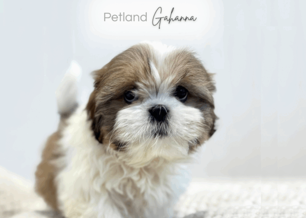 [#253332-03]  - Sable / White F Shih Tzu Puppies for Sale
