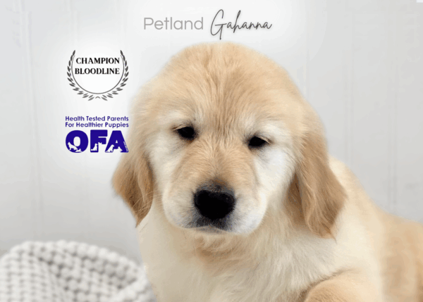 [#253610-03]  - Light Golden M Golden Retriever Puppies for Sale