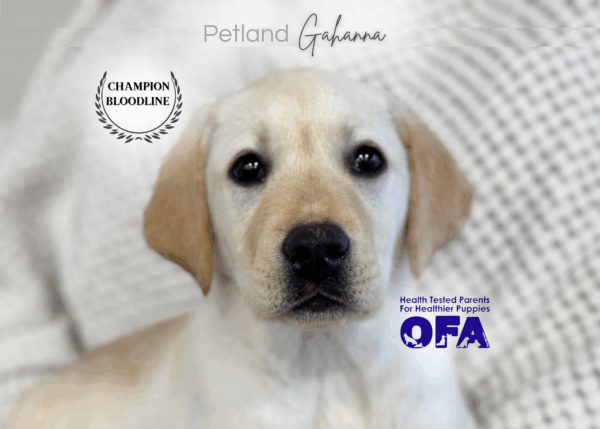 [#253593-05]  - Yellow F Labrador Retriever Puppies for Sale