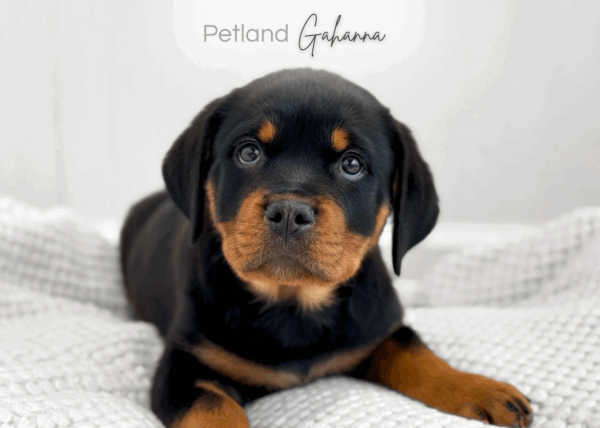 [#253623-04]  - Black / Tan F Rottweiler Puppies for Sale