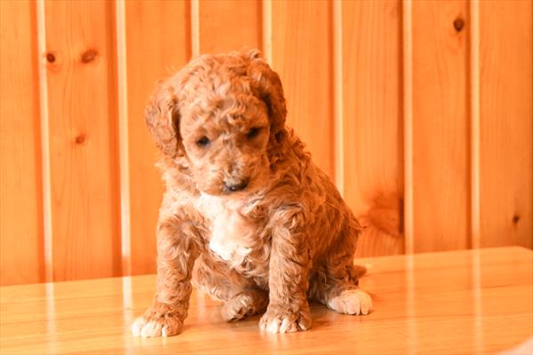 [#253730-04]  - Tan / White F Goldendoodle Mini 2nd Gen Puppies for Sale