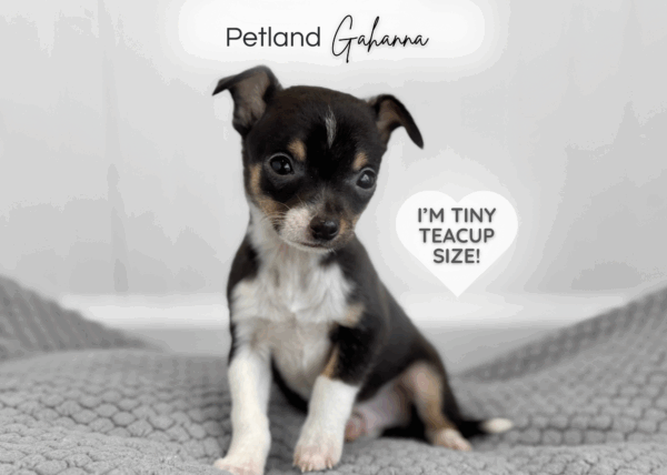 [#99000008984847]  - Black and White Male Chihuahua Dog