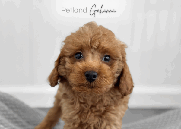 [#2692-03]  - Red F Cavapoo Puppies for Sale