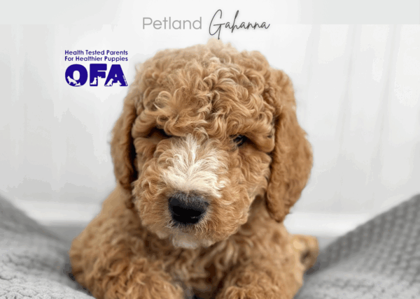 [#2675-04]  - Golden M Goldendoodle 2nd Gen Puppies for Sale