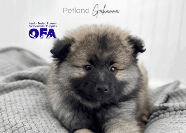[#253759-01]  - Gray Silver / Black M Keeshond Puppies for Sale