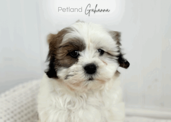 [#901001000066948]  - Sable and White Female Teddy Bear Dog