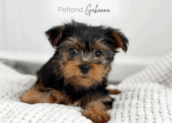 [#992000001024160]  - Black Tan Female Yorkshire Terrier Dog