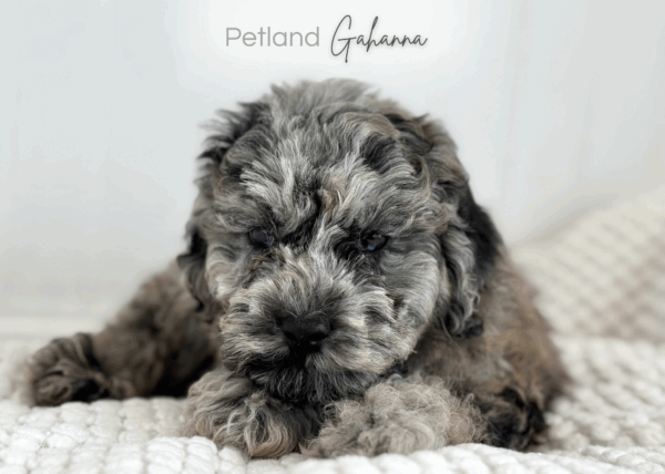 [#990000008984849]  - Blue Merle Male Poodle Dog
