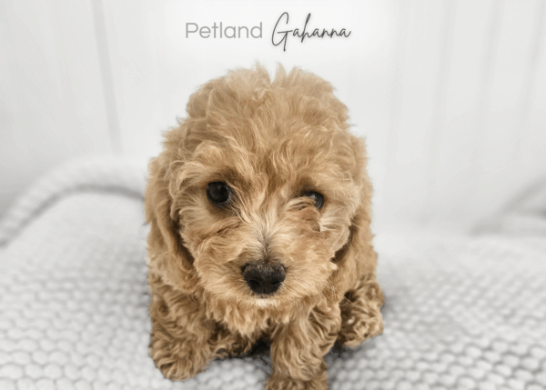 [#992000001024123]  - Red Female Cockapoo Dog