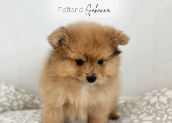 [#253764-01]  - Wolf Sable M Pomeranian Puppies for Sale