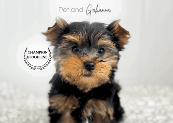 [#2638-04]  - Black / Tan M Yorkshire Terrier Puppies for Sale