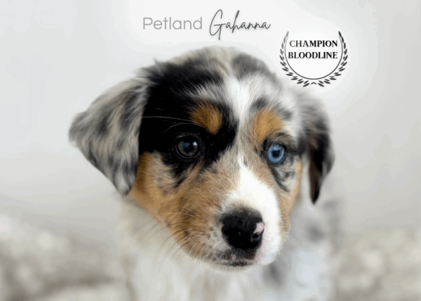 [#253815-03]  - Blue Merle F Miniature American Shepherd Puppies for Sale