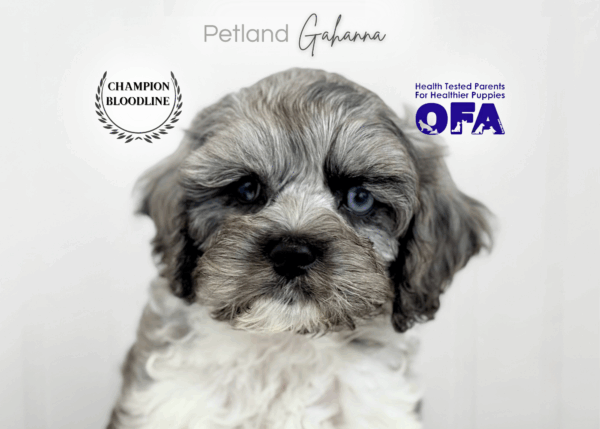 [#261-02]  - Blue Merle M Cock A Poo Puppies for Sale