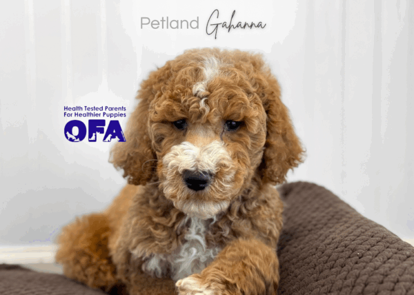[#26248-01]  - Red M Poodle Standard Puppies for Sale