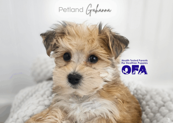 [#253734-03]  - Brown Black / White F Yochon Puppies for Sale