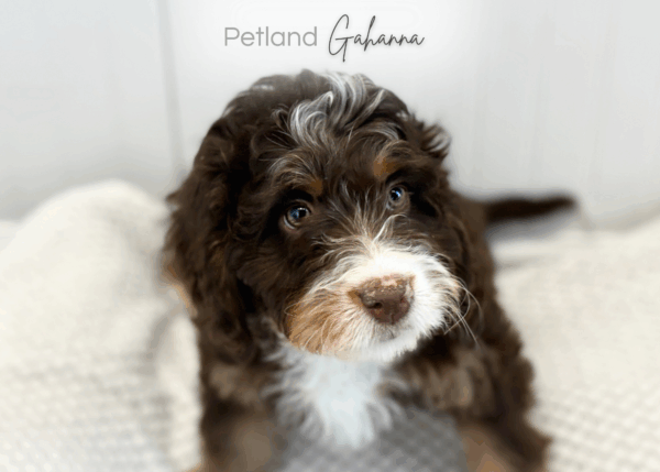 [#990000010747590]  - Chocolate Tricolor Female Mini Bernadoodle Dog