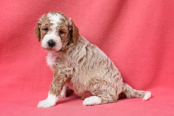 [#26291-04]  - Light Apricot M Goldendoodle Mini 2nd Gen Puppies for Sale