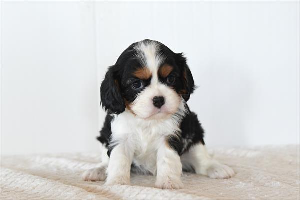 [#26143-01]  - Black F Cavalier King Charles Spaniel Puppies for Sale