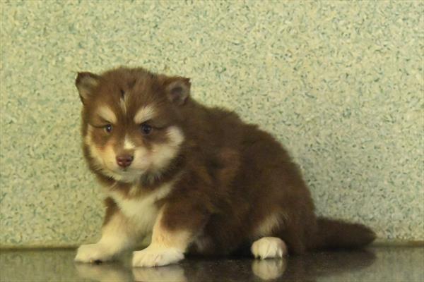 [#26132-05]  - Chocolate F Pomsky Puppies for Sale