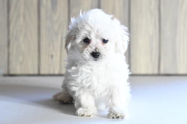 [#2655-01]  - White M Bichon Frise Puppies for Sale