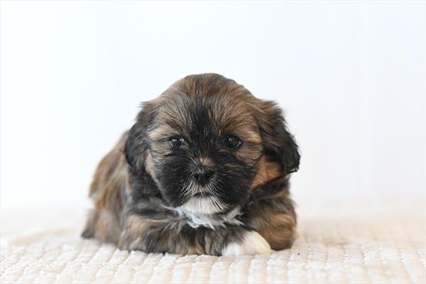 [#26353-05]  - Red Sable F Lhasa Apso Puppies for Sale