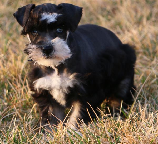 [#26490-06]  - Black Silver F Miniature Schnauzer Puppies for Sale
