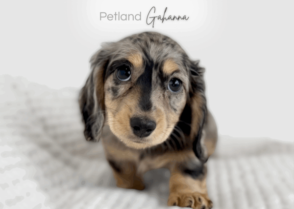 [#990000015237859]  - Silver Dapple Male Mini Dachshund Dog