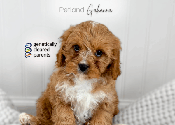 [#990000014263619]  - Apricot Female Cavapoo Dog