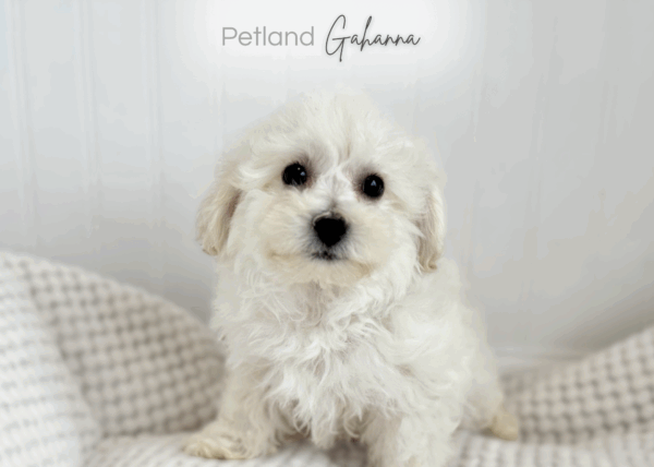 [#2655-01]  - White M Bichon Frise Puppies for Sale