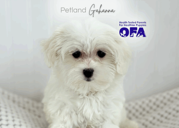 [#26282-05]  - White F Maltese Puppies for Sale