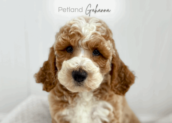[#26291-04]  - Light Apricot M Goldendoodle Mini 2nd Gen Puppies for Sale