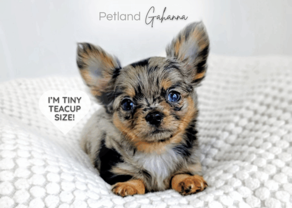 [#990000010747587]  - Merle Male Chihuahua Dog