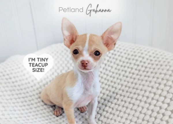 [#990000013013233]  - Tan and White Male Chihuahua Dog