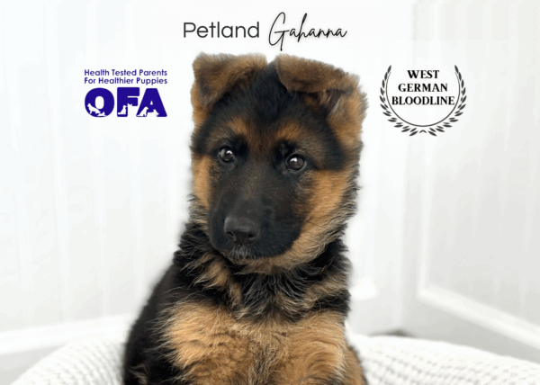[#990000009433889]  - Black / Red Female German Shepherd Dog Dog