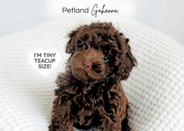 [#90000008983717]  - Chocolate Female Mini Poodle Dog