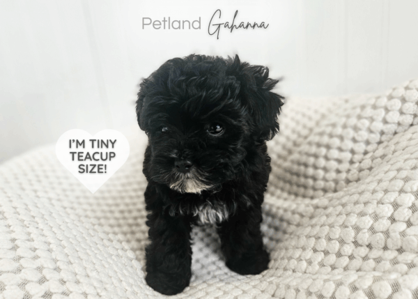 [#900263003499590]  - Black / Golden Female Havapoo Dog