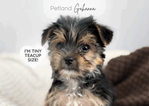 [#900217001584054]  - Black / Golden Male Morkie Dog