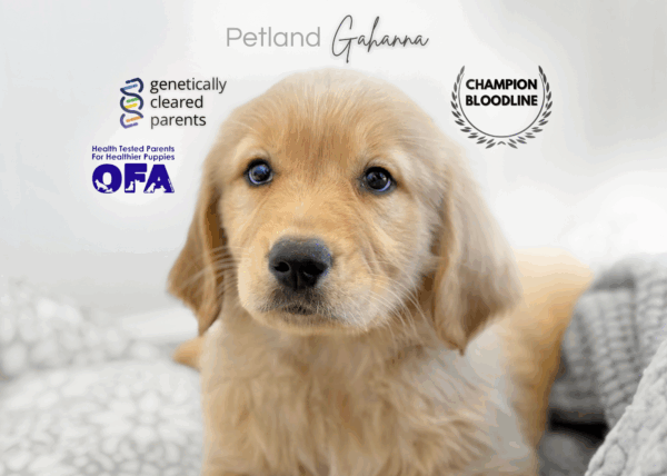 [#990000015238380]  - Golden Female Golden Retriever Dog