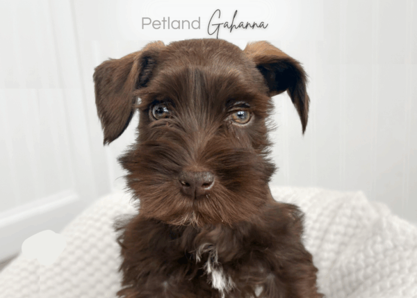 [#990000015233478]  - Chocolate Male Miniature Schnauzer Dog