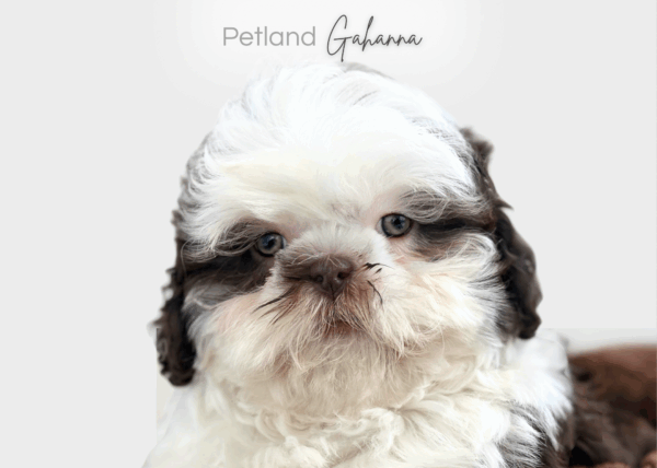 [#26184-04]  - Brown / White F Shih Tzu Puppies for Sale