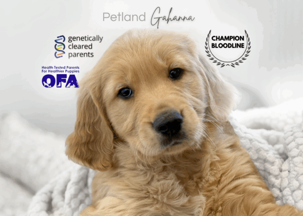 [#990000015238377]  - Golden Male Golden Retriever Dog